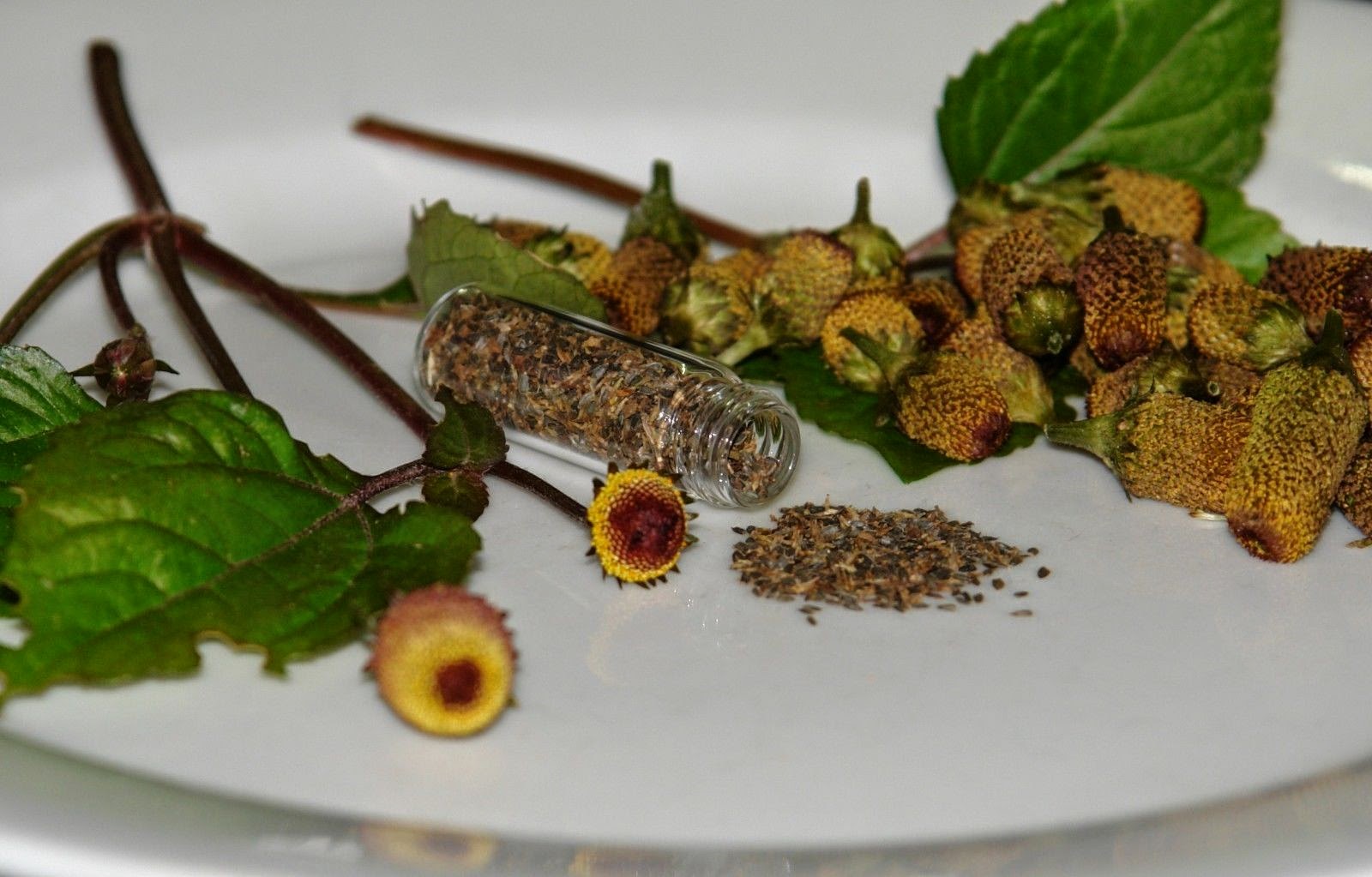 Spilanthes Acmella